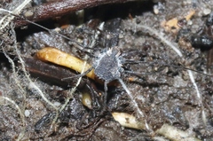 Ortholasma rugosum