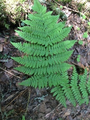 Dryopteris campyloptera