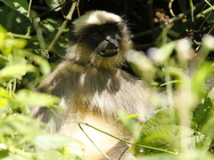 Semnopithecus hypoleucos