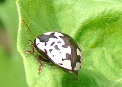 Calligrapha intermedia