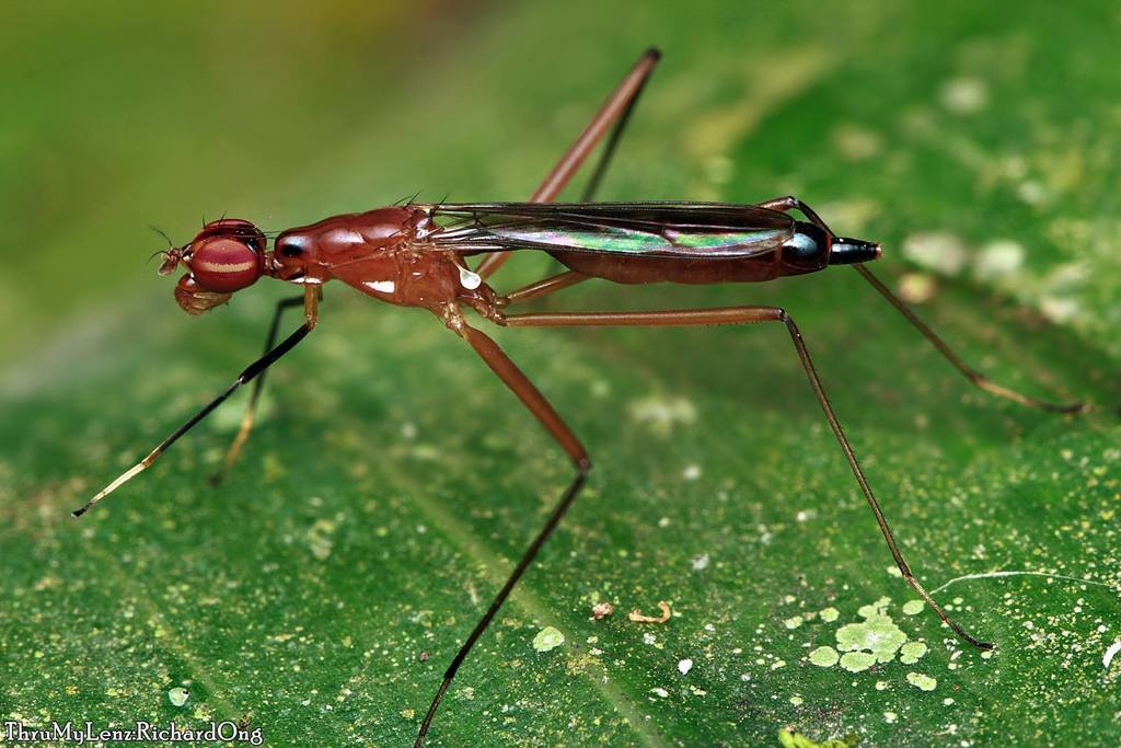 Eurybatinae