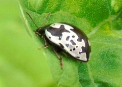 Calligrapha intermedia