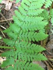 Dryopteris campyloptera