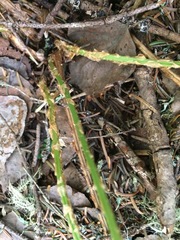 Dryopteris campyloptera