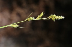 Carex bolanderi