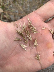 Bromus commutatus