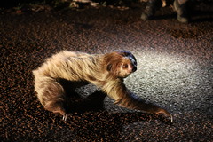 Linnaeus's Two-Toed Sloth photo 4