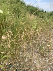 Bromus commutatus