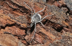 Ortholasma rugosum