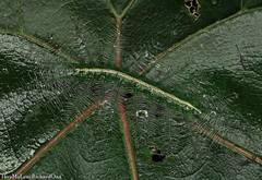 Euthalia monina monina