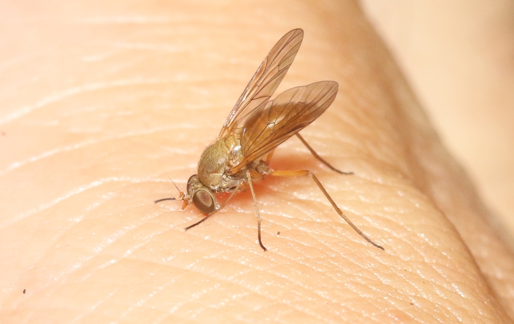 Axinicera