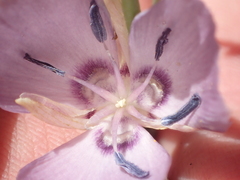 Calochortus nudus