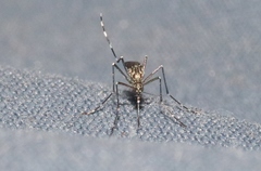 Aedes sierrensis