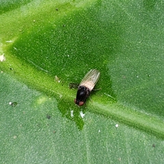 Minettia longipennis