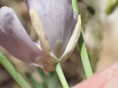 Calochortus nudus