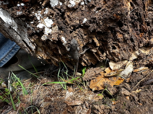 iNaturalist observation photo of Western Fence Lizard