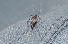 Aedes sierrensis