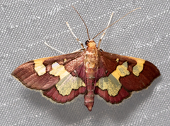 Colomychus talis