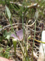 Calochortus nudus