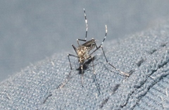 Aedes sierrensis