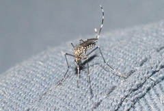 Aedes sierrensis