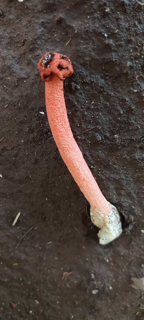 Lysurus sphaerocephalus · March 2025 · photo: © julia_tavella (iNaturalist, cc-by)