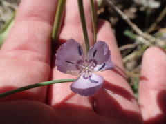 Calochortus nudus