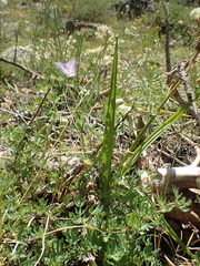 Calochortus nudus