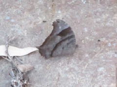 Melanitis leda bankia