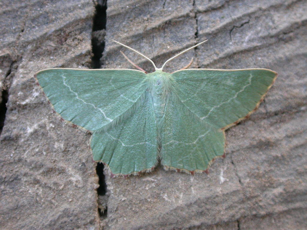 Sussex Emerald