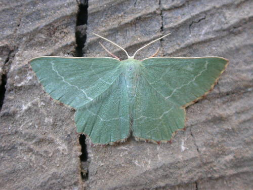 Sussex Emerald