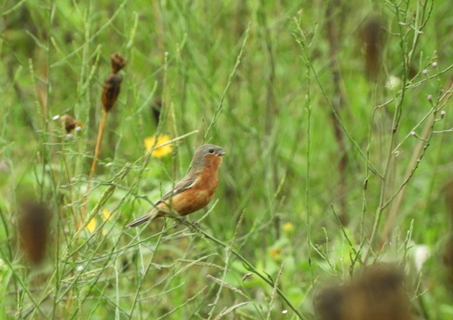 Tawny-bellied Seedeater (Sporophila hypoxantha), photo 10