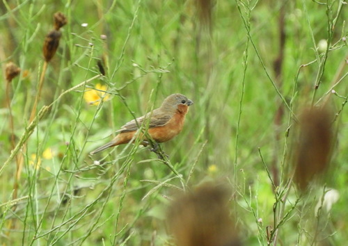 Tawny-bellied Seedeater (Sporophila hypoxantha), photo 7