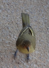 Chlorocichla flaviventris flaviventris