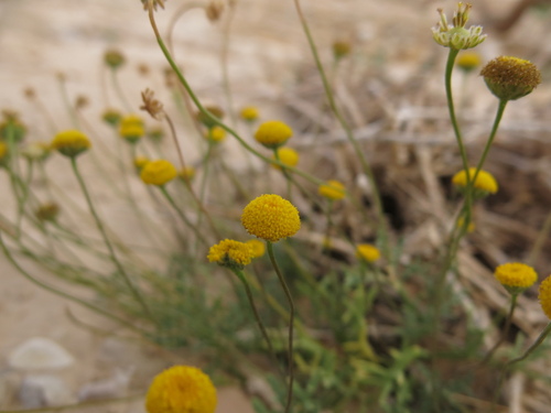 Faktorowsky's aaronsonia (Otoglyphis factorovskyi)