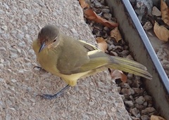 Chlorocichla flaviventris flaviventris