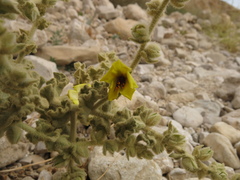 Shrubby Mullein (Verbascum fruticulosum)