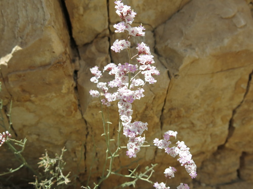 Limonium pruinosum, photograph 4