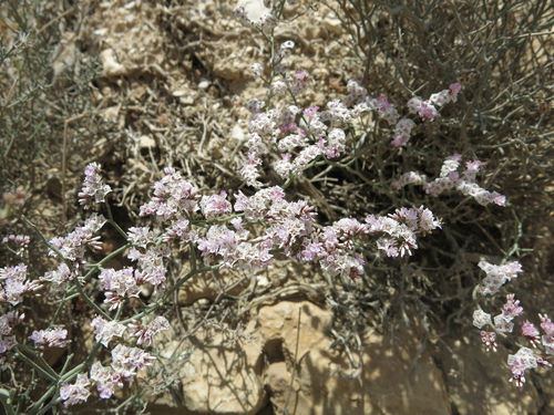Limonium pruinosum, photograph 3