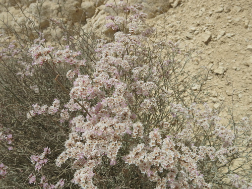Limonium pruinosum, photograph 5