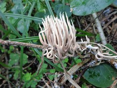 Lentaria byssiseda