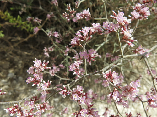 Limonium pruinosum, photograph 2