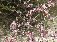 (c) Nachman bones, some rights reserved (CC BY) Limonium pruinosum, photograph (c) Nachman bones, some rights reserved (CC BY)