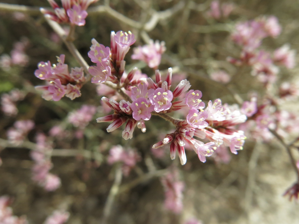 Limonium pruinosum; photograph (c) Nachman bones, some rights reserved (CC BY)