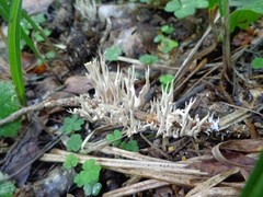 Lentaria byssiseda