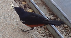 Thamnolaea cinnamomeiventris autochthones