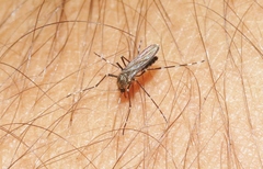 Aedes sierrensis