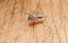 Aedes sierrensis
