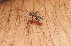 Aedes sierrensis