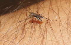 Aedes sierrensis